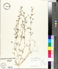 Vicia tetrasperma image