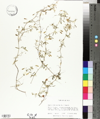 Vicia tetrasperma image