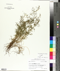 Vicia tetrasperma image