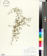 Vicia tetrasperma image