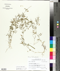 Vicia tetrasperma image