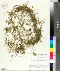 Vicia tetrasperma image