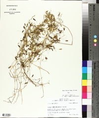 Vicia tetrasperma image