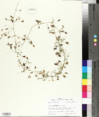 Vicia tetrasperma image