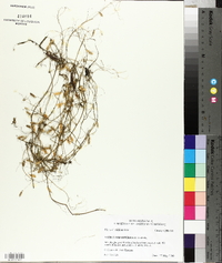 Vicia tetrasperma image