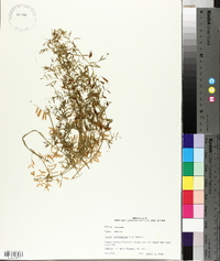 Vicia tetrasperma image