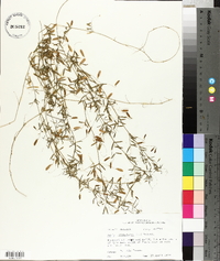 Vicia tetrasperma image