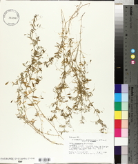 Vicia tetrasperma image
