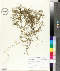Vicia tetrasperma image