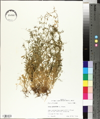 Vicia tetrasperma image