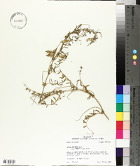Vicia villosa var. varia image