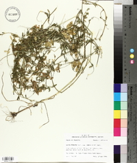 Vicia villosa subsp. varia image