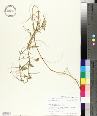 Vicia villosa subsp. varia image