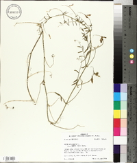 Vicia villosa subsp. varia image