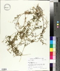 Vicia villosa subsp. varia image