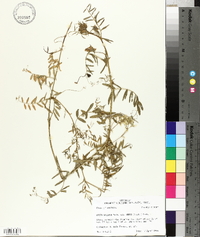 Vicia villosa subsp. varia image