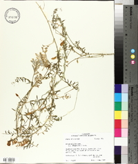 Vicia villosa subsp. varia image