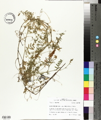 Vicia villosa subsp. varia image