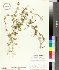 Vicia tetrasperma image