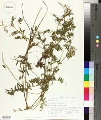 Vicia cracca image