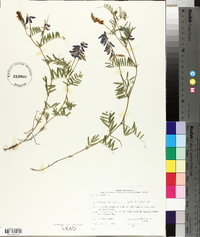 Vicia cracca image
