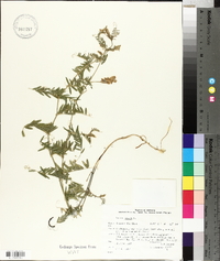 Vicia cracca image
