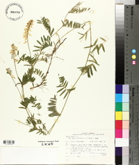 Vicia cracca image