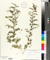 Vicia americana subsp. americana image