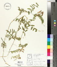Vicia americana var. americana image