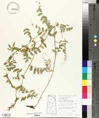 Vicia americana var. americana image