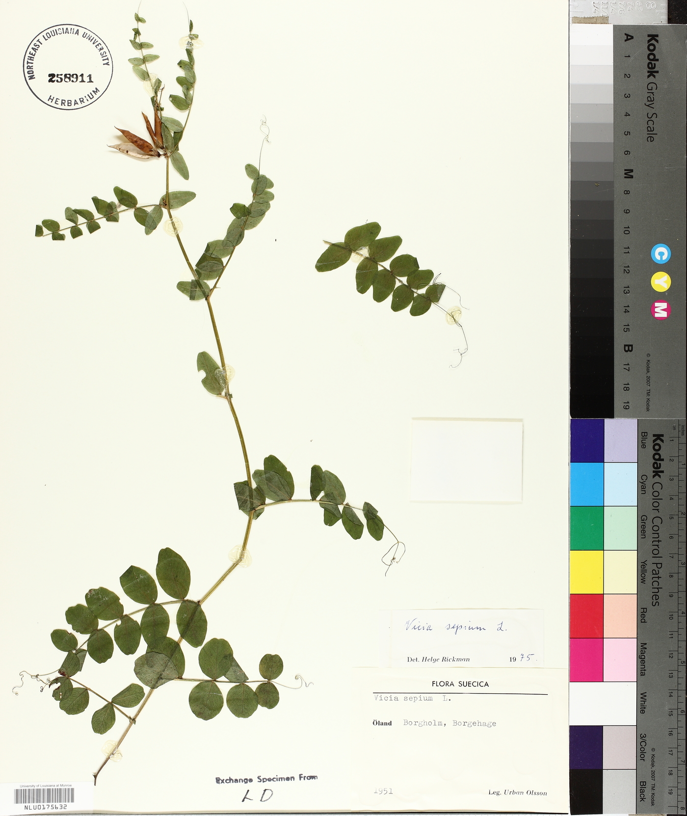 Vicia sepium image