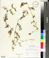 Vicia lutea image