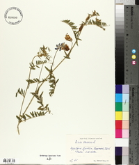 Vicia cracca image