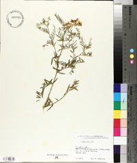 Vicia cracca image