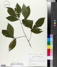 Castanea pumila var. pumila image