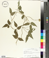 Vigna luteola image