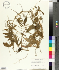Vigna luteola image