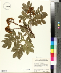 Wallaceodendron celebicum image