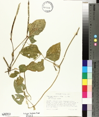 Vigna unguiculata image