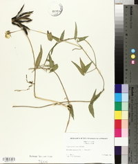 Vigna luteola image
