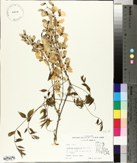 Wisteria frutescens image