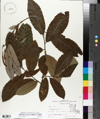 Castanea pumila var. pumila image