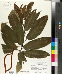 Castanea crenata image