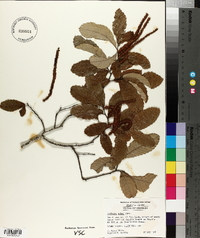 Castanea ashei image