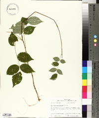 Wisteria frutescens image