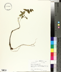 Wisteria frutescens image