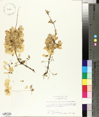 Wisteria frutescens image