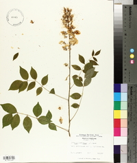Wisteria frutescens image