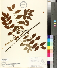 Wisteria frutescens image