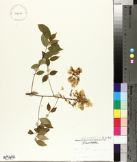 Wisteria frutescens image